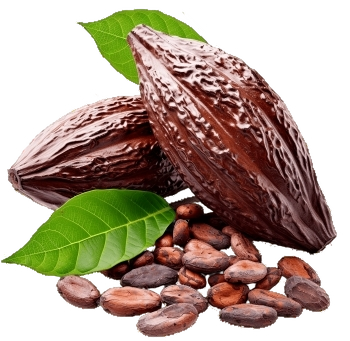 Cocoa beans and chocolate